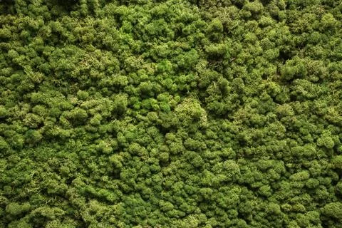 Moss texture. Moss background. Green moss on grunge texture, background Stock Photos