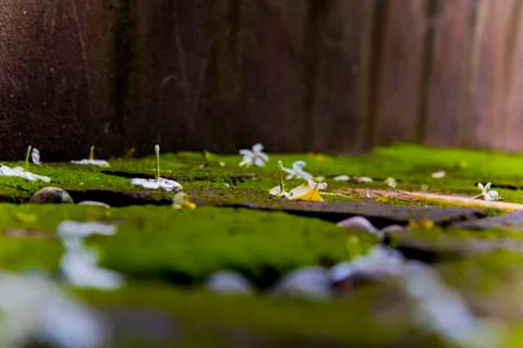 Moss texture. Moss background. Green moss on grunge texture, background Stock Photos