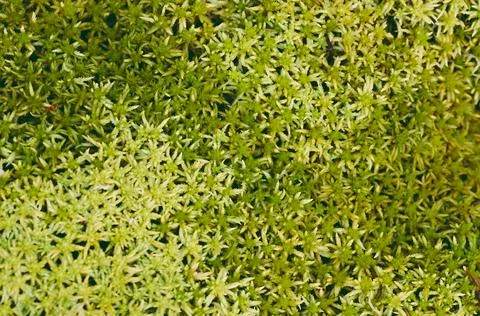 Moss texture. Moss background. Stock Photos