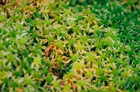 Moss texture. Moss background. Stock Photos