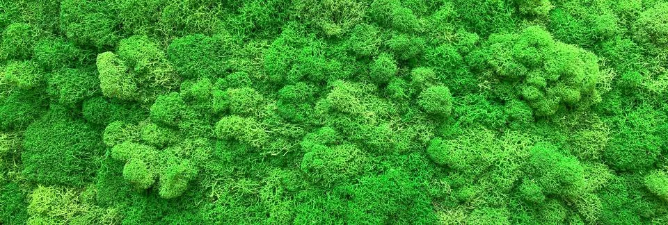 Moss. The texture of the moss, background Stock Photos