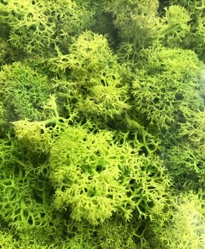 Moss. The texture of the moss Stock Photos