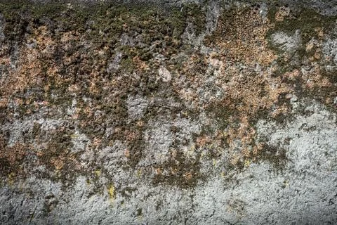 Moss texture on an old wall Foto stock