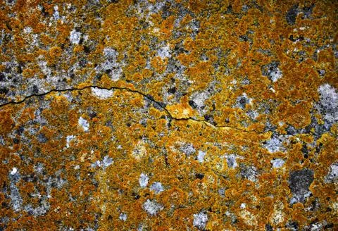 Moss texture Stock Photos