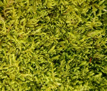 Moss texture Stock Photos