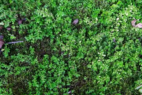 Moss texture Stock Photos