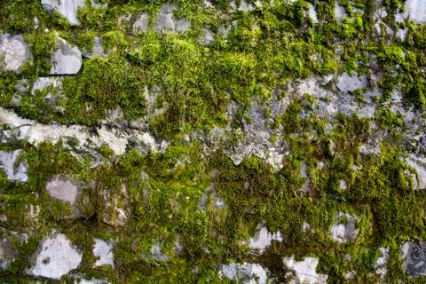 Moss texture Stock Photos