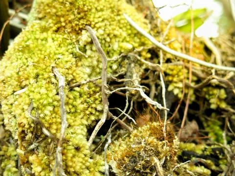 Moss texture Stock Photos