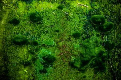 Moss texture Stock Photos
