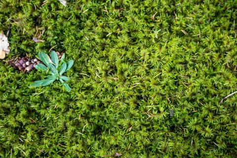 Moss texture Stock Photos