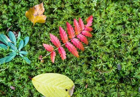 Moss texture Stock Photos