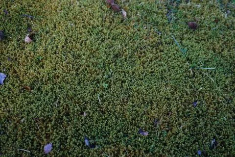 Moss Texture Stock Photos
