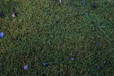 Moss Texture Stock Photos