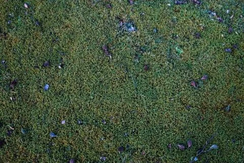 Moss Texture Stock Photos