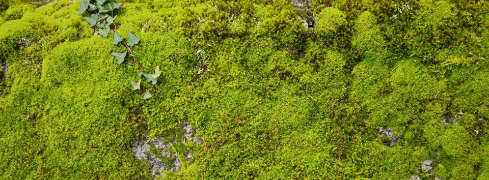 Moss texture, Portugal Stock Photos