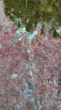 Moss texture on red stone Stock Photos