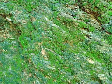 Moss texture on stone. moss background. moss rocks. Stock Photos