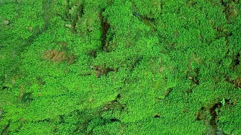 Moss texture on stone. moss background. moss rocks. Stock Photos