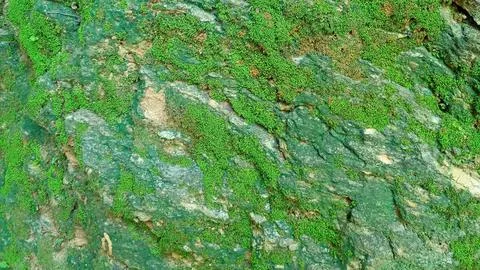 Moss texture on stone. moss background. moss rocks. Stock Photos