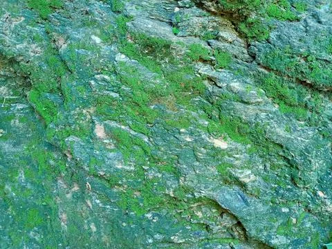 Moss texture on stone. moss background. moss rocks. Stock Photos