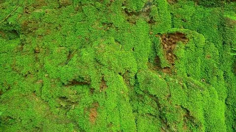 Moss texture on stone. moss background. moss rocks. Stock Photos