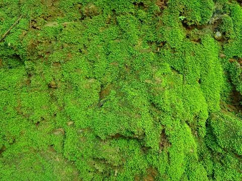 Moss texture on stone. moss background. moss rocks. Stock Photos
