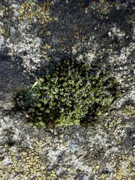 Moss Texture On Stone Natural Background Pattern Close Up Foto stock