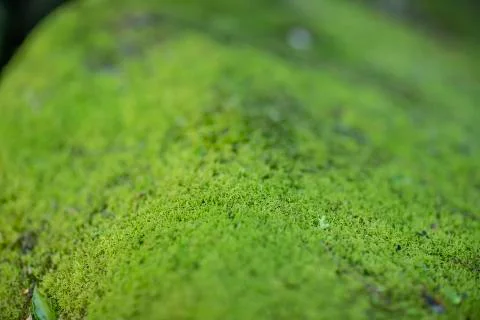 Moss texture surface, green moss background. Space to write in the background. Foto stock