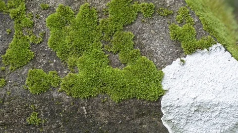 Moss texture in temple. 스톡 동영상 79748720