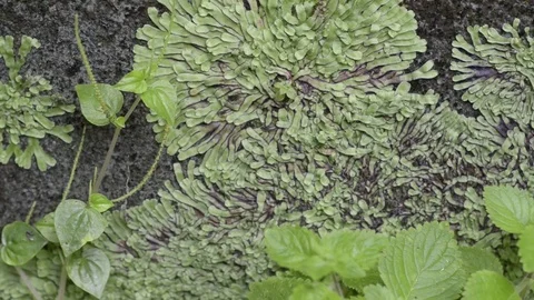 Moss texture in temple. Video stock 79781803