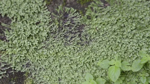Moss texture in temple with pan shot. Stock-Footage 79781050