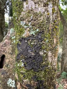 Moss Texture on Tree Stock Photos