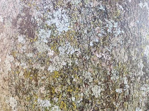 Moss texture on tree trunk Stock Photos