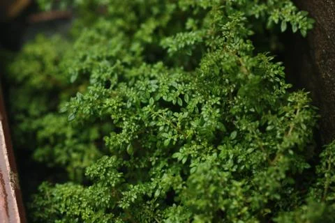 A moss textured selective focus Stock Photos