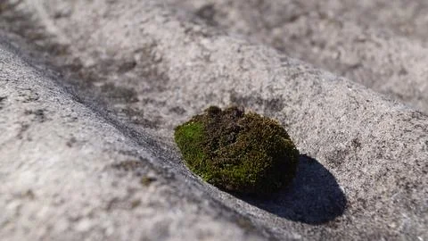 Moss on Textured Stone Surface Stock Photos