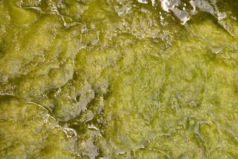 Moss, thallophytic plant, lichen, algae Stock Photos