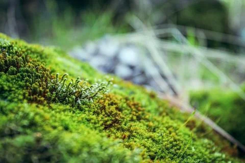 Moss with thin sprouts and various shades of green in close up Stock Photos