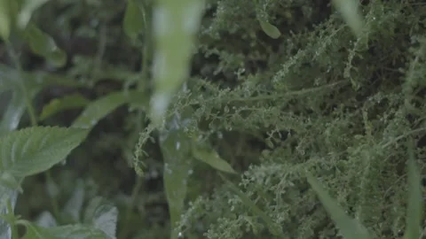 Moss thrives between water droplets Stock Footage 226954627