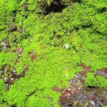 Moss that thrives Stock-Fotos