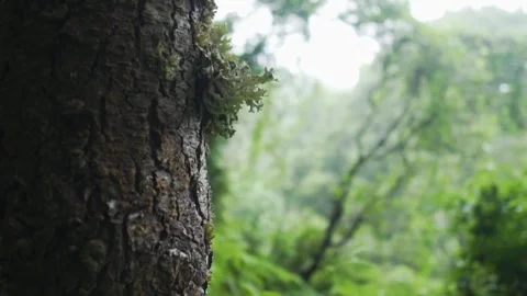 Moss thriving on a tree trunk amidst a lush green forest Video stock 293158778