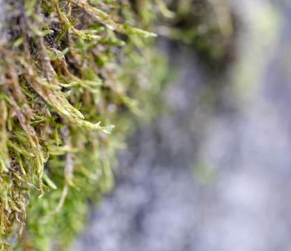 Moss on top a rock Foto stock