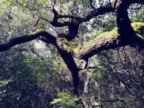 Moss topped tree branches Foto stock