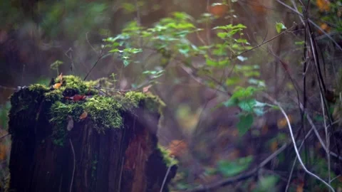 Moss topped tree stump in a British woodland. Shallow DOF. Helios 40 85mm lens Stock Footage 245912428