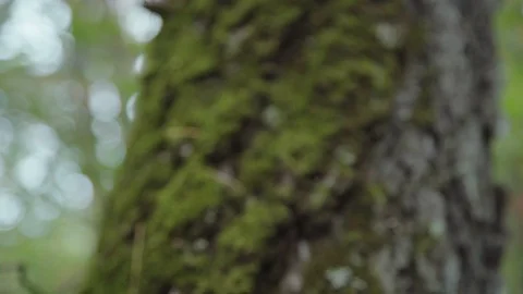Moss on a tree along the trunk. Close-up. Stock Footage 95286753
