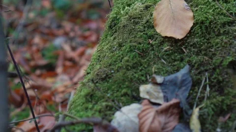 Moss on a tree and wood Vídeo Stock 70558889
