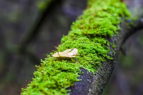 Moss on a tree in the autumn forest Foto stock
