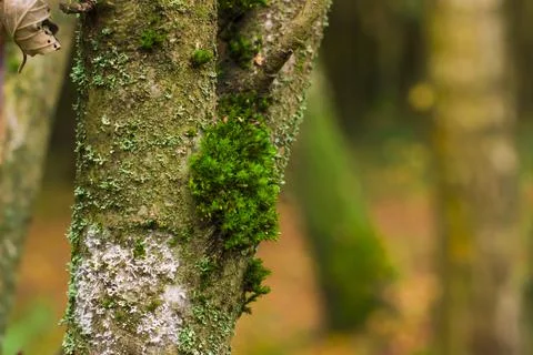 Moss on a tree in the autumn forest Foto stock