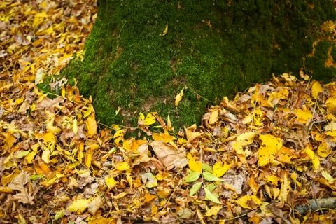 Moss on tree at autumn Foto stock