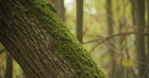 Moss on tree bark by autumn 4K tilting video Stock Footage 319954230