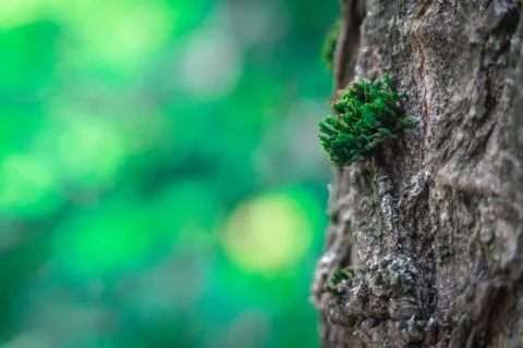 Moss On Tree Bark Close Up With Background Bokeh Stock Photos